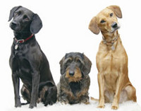 Canine Dimensions In-home Dog Training Franchise Image 1