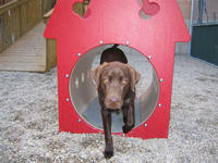 Camp Bow Wow Franchise Review
