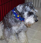 Preppy Pet Franchisee Image 2
