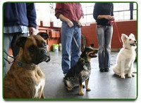 Central Bark Doggy Day Care Franchise Image 1